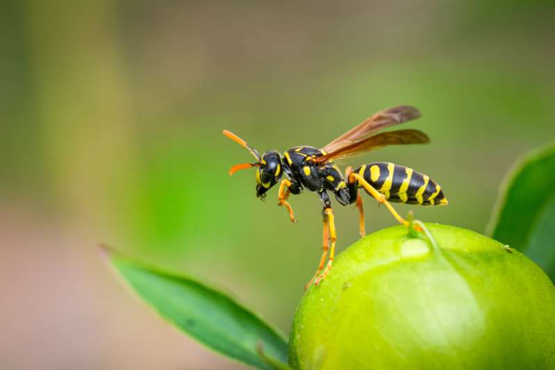 Voici l’insecte spirituel de chaque signe du zodiaque et ce qu’il dit de votre personnalité