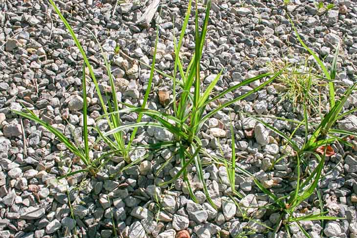 mauvaises herbes