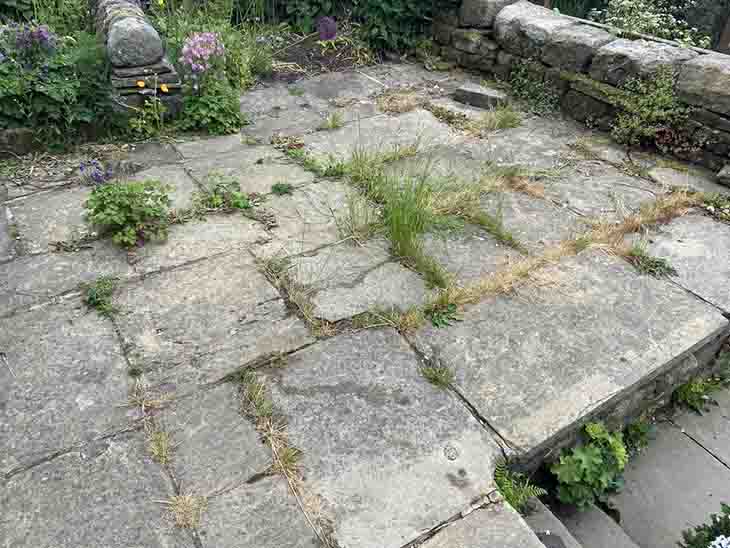 Mauvaises herbes dans le jardin 