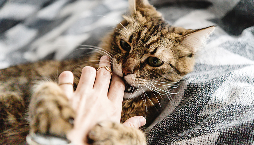 Un chat mordille doucement les doigts de son humain