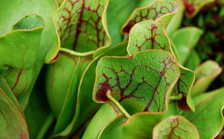 Dites adieu aux moustiques grâce à cette fabuleuse astuce au citron