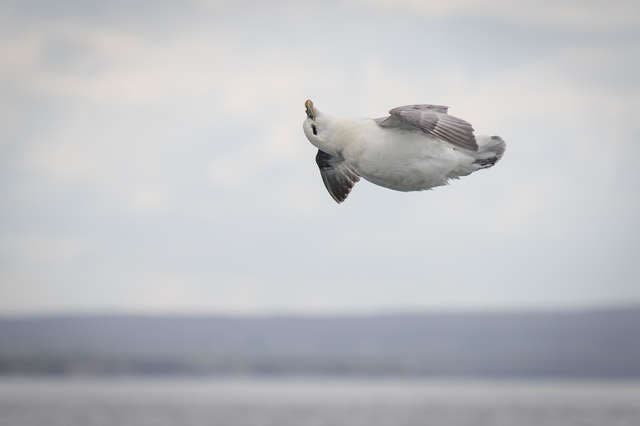 oiseau relaxer