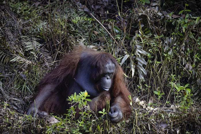 orang-outan aide un garde forestier