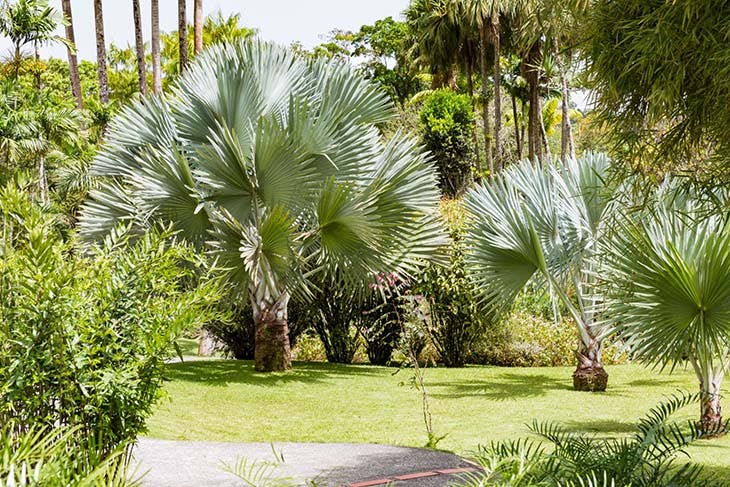 palmier bleu du Mexique dans le jardin