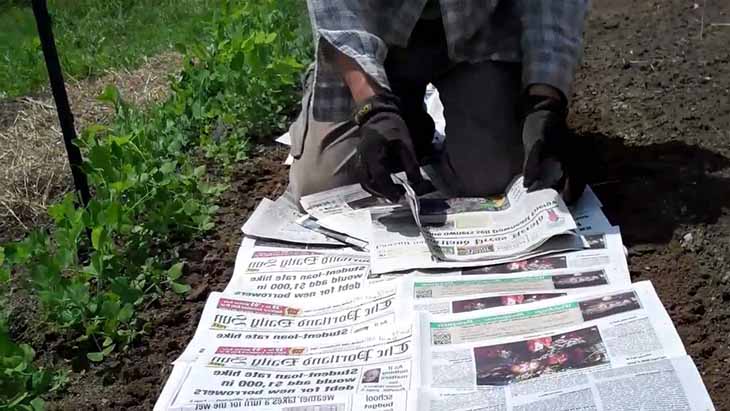 Le papier journal permet d’éliminer les mauvaises herbes 