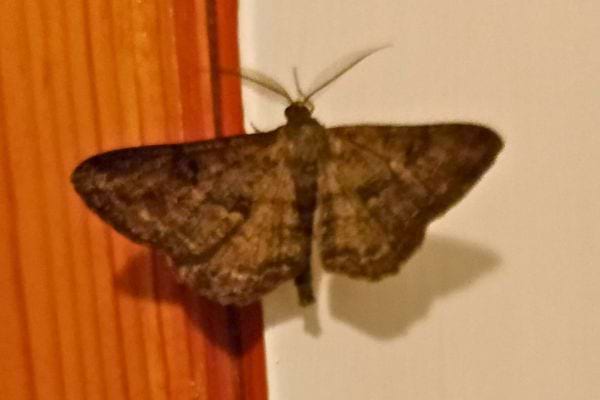 Papillon de nuit aux motifs complexes posé sur un mur de pierre