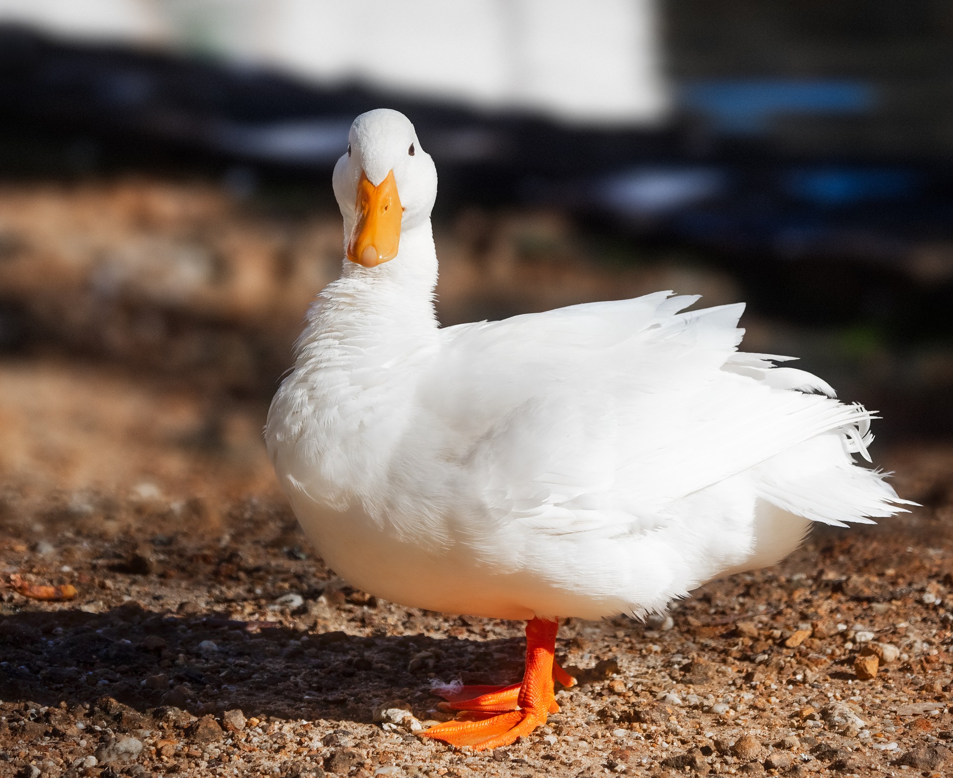 Photo d'un canard