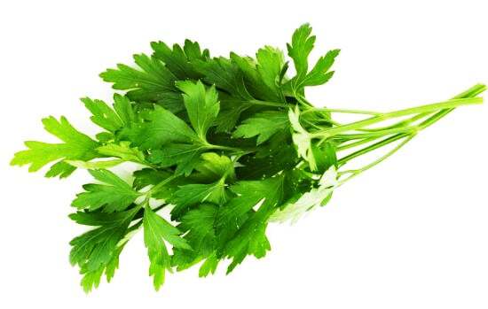 Bouquet de persil frais