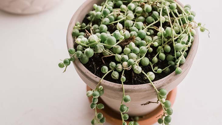 petite plante interieur