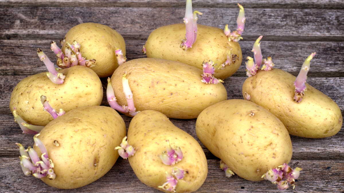 Pommes de terre germées et ratatinées