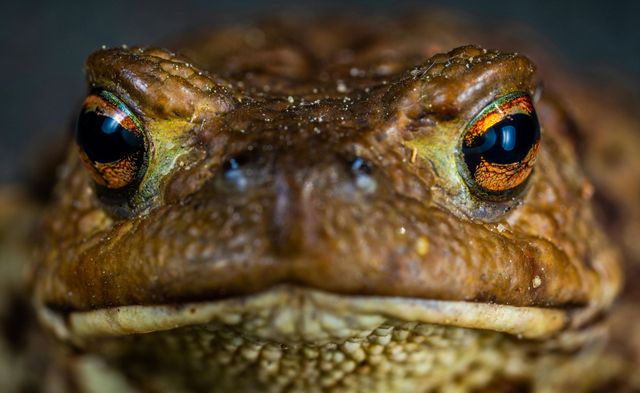 Crapaud immobile sur une pierre, dans une ambiance calme