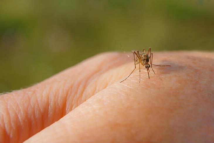 Un moustique pique une main 