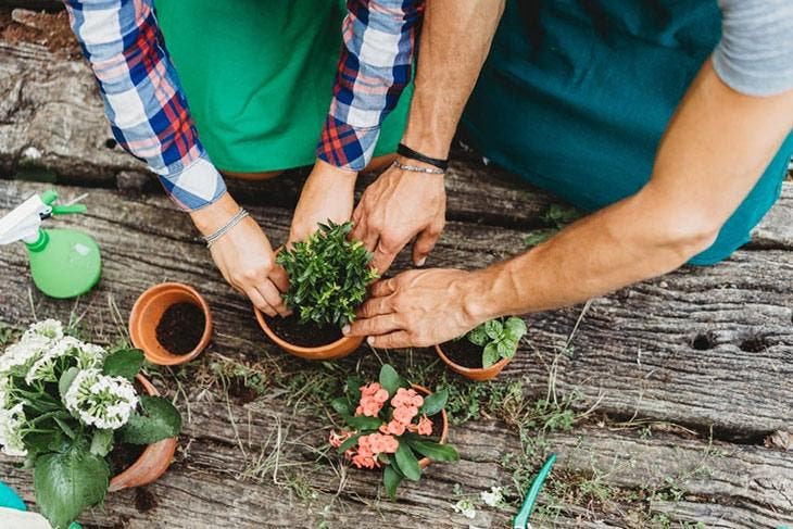 Déplacer une plante d'un pot à un autre