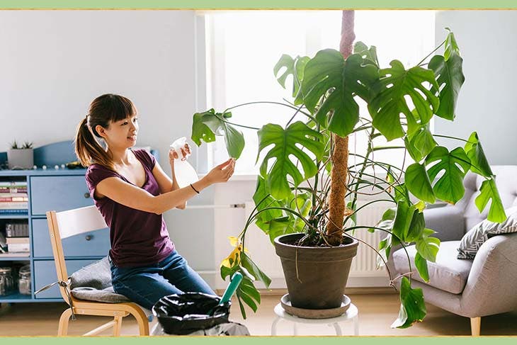 Plante verte d’intérieur 