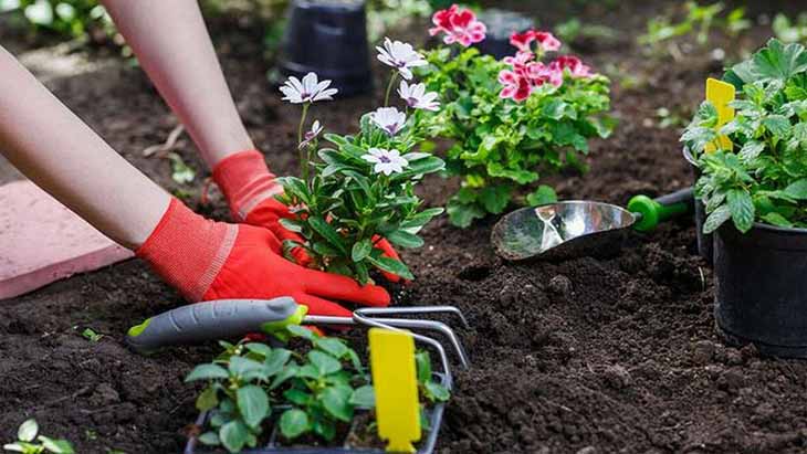 planter des fleurs