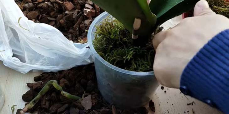 Planter une orchidée 