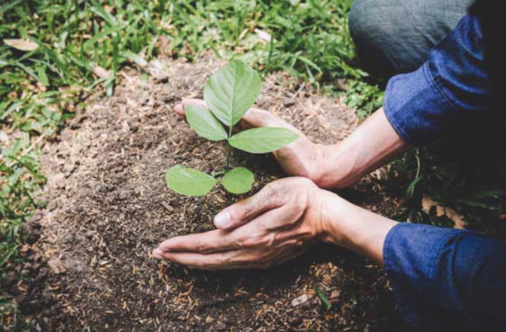 planter un arbre