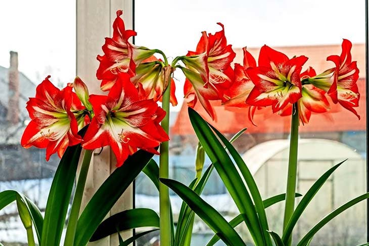 L’amaryllis, fleur toxique pour les bébés. source : spm