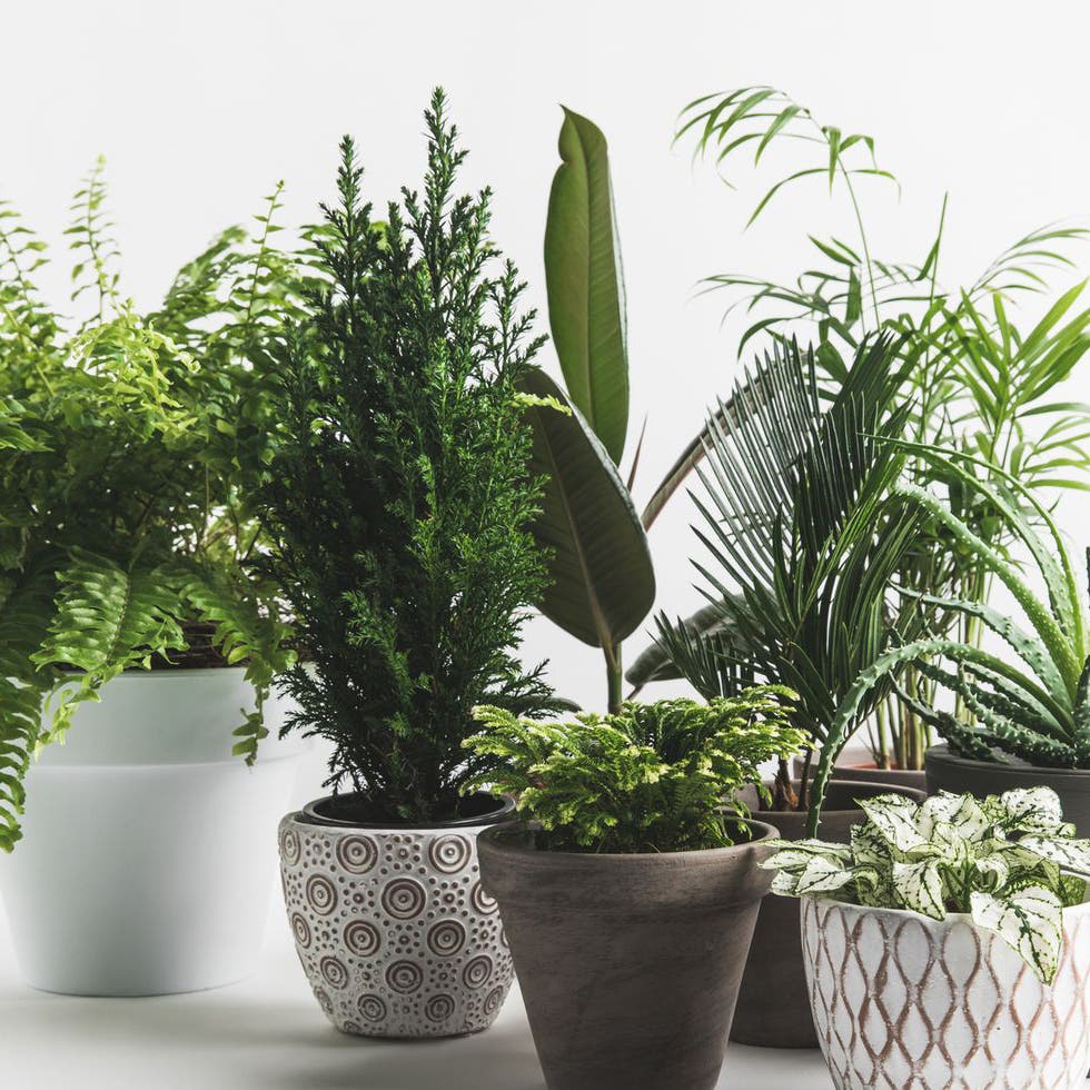 Plantes vertes d’intérieur - source : spm