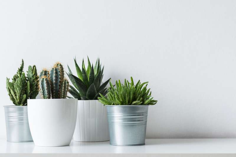 plantes qui apportent de mauvaises énergies chez vous à la maison