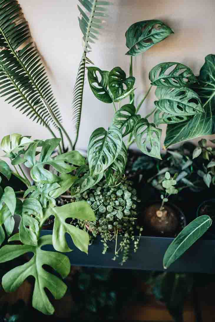 plantes vertes interieur