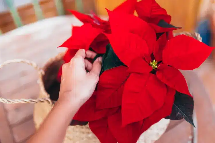 Feuilles de poinsettia tombantes, signe de problème