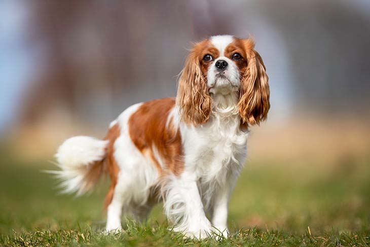 Cavalier king charles spaniel 