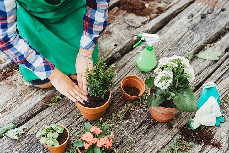 Pots de plantes 