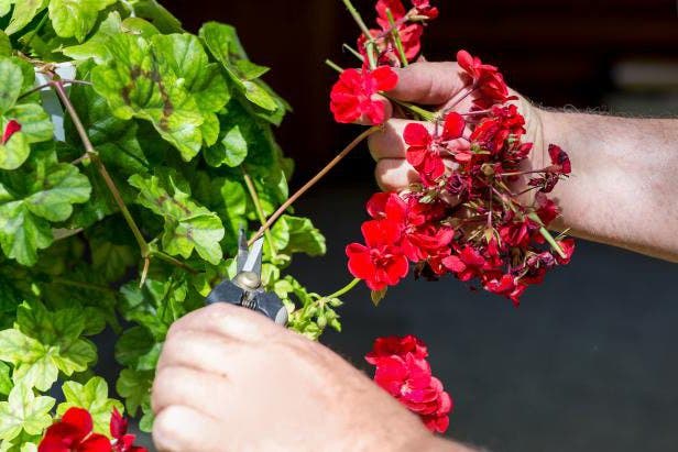 preparer-bouturage