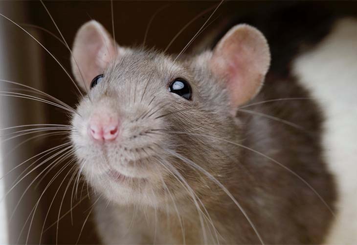 rat