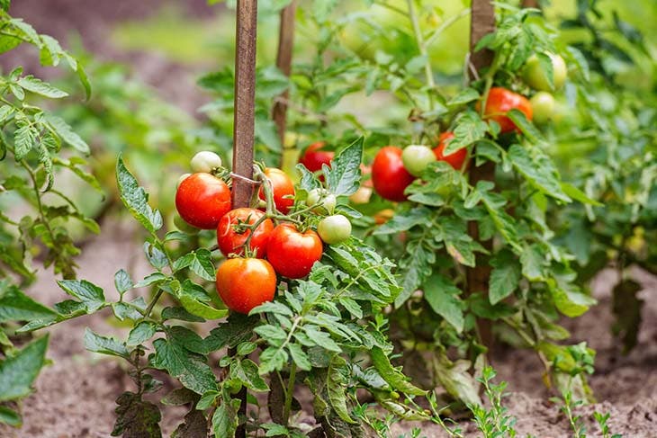 Réussir la culture des tomates - source : spm