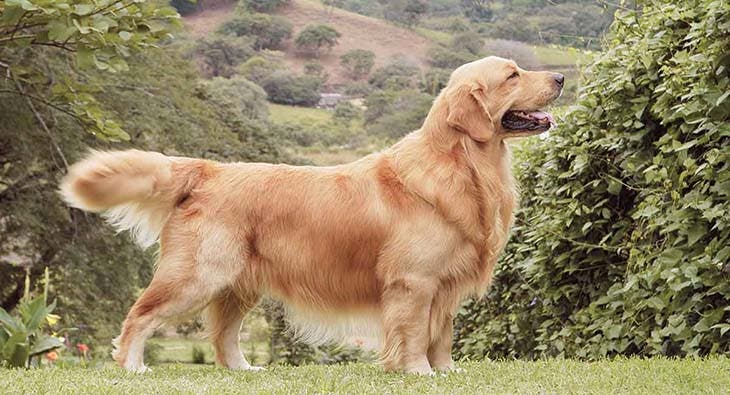 Golden retriever 