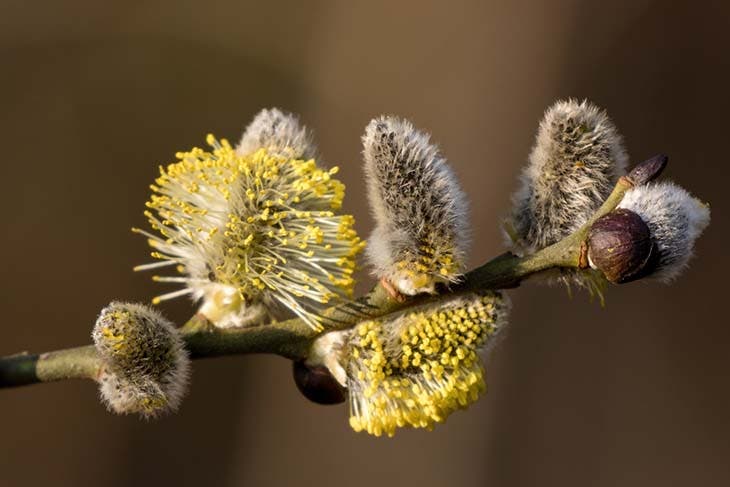 salix goutte