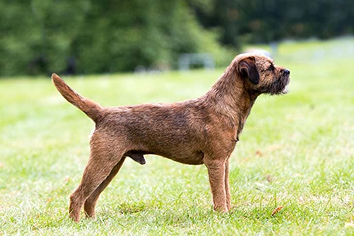 Border terrier 