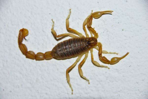 Scorpion de couleur brune se déplaçant sur un mur en pierre