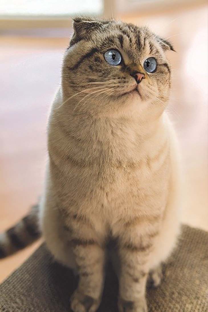 scottish-fold