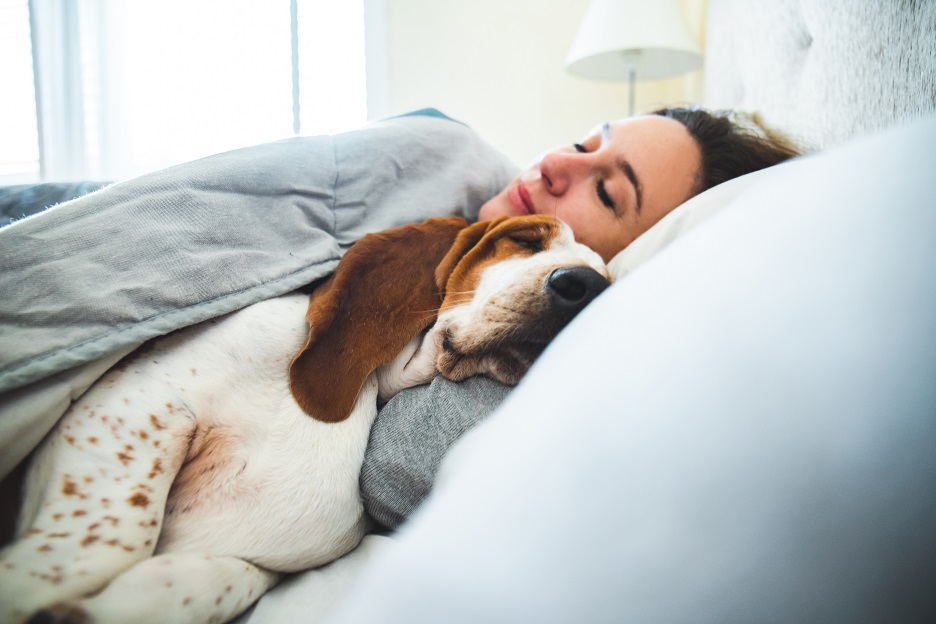 Chien endormi sur un lit avec son propriétaire