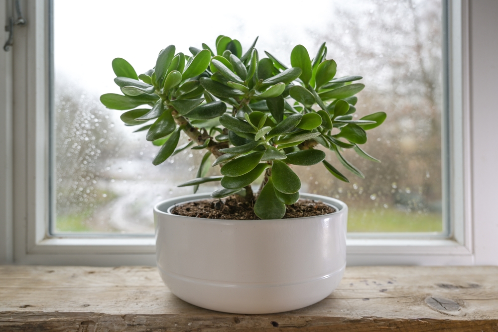 Feuilles épaisses et rondes de l'arbre de jade, évoquant des pièces de monnaie