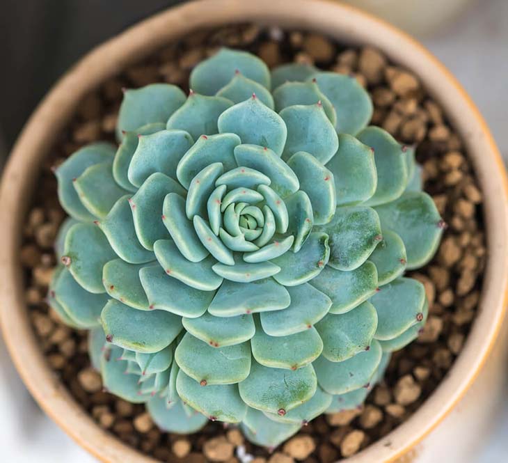 La plante succulente - source : spm