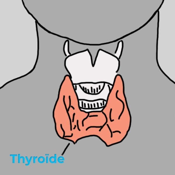 thyroïde