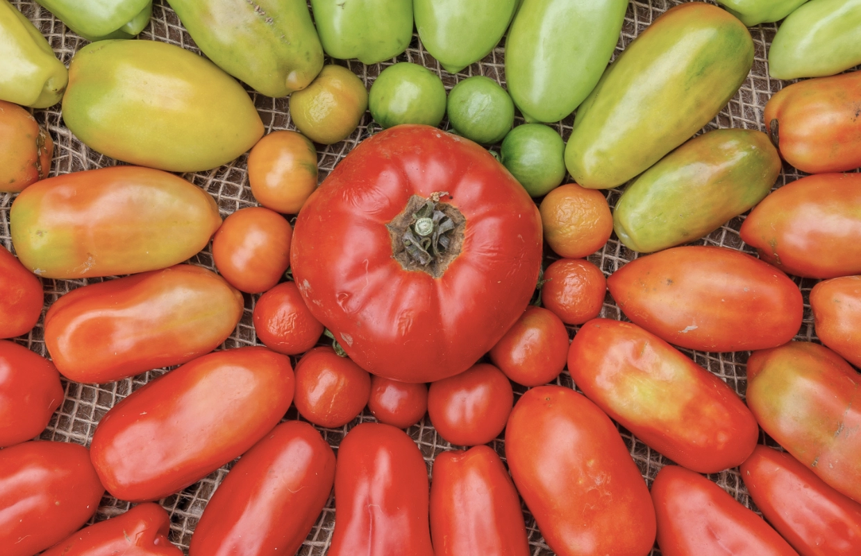 Tomate coupée en tranches, riche en vitamines