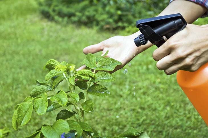 Traiter les plantes infestées - source : spm