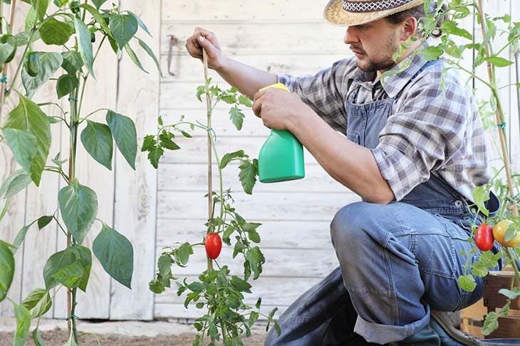 Traiter les plants de tomate - source : spm