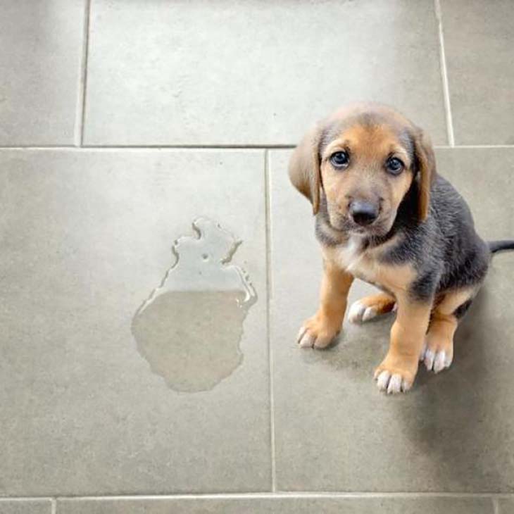 Empêcher son chien d’uriner au même endroit - source : spm