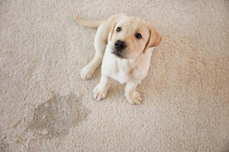 Urine de chien sur un tapis - source : spm