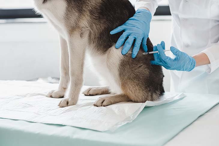 La vaccination est un moyen de protéger le chien 