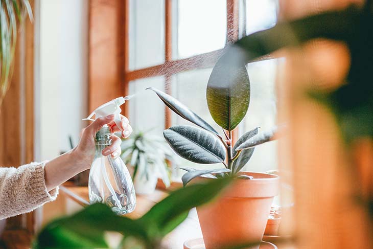 Vaporiser les plantes 