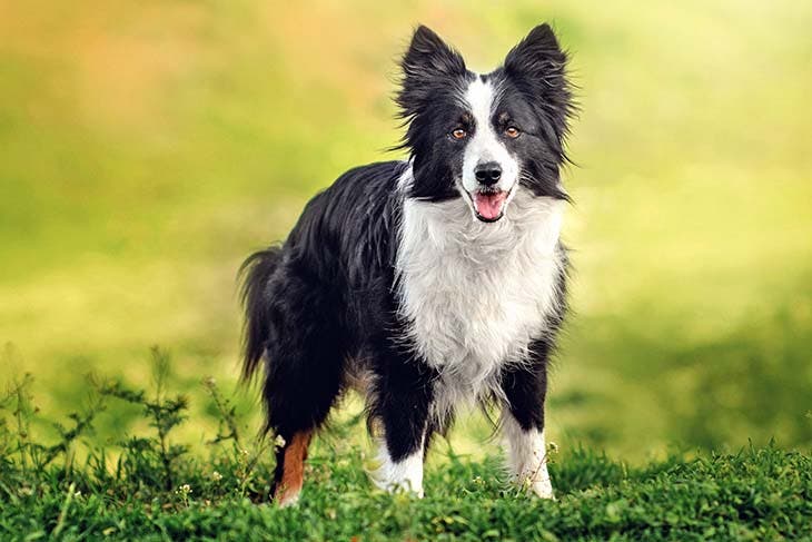 Border collie 