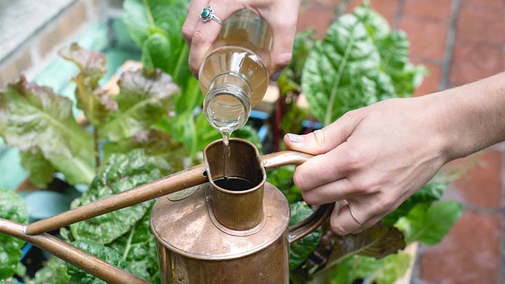 vinaigre arrosage plantes