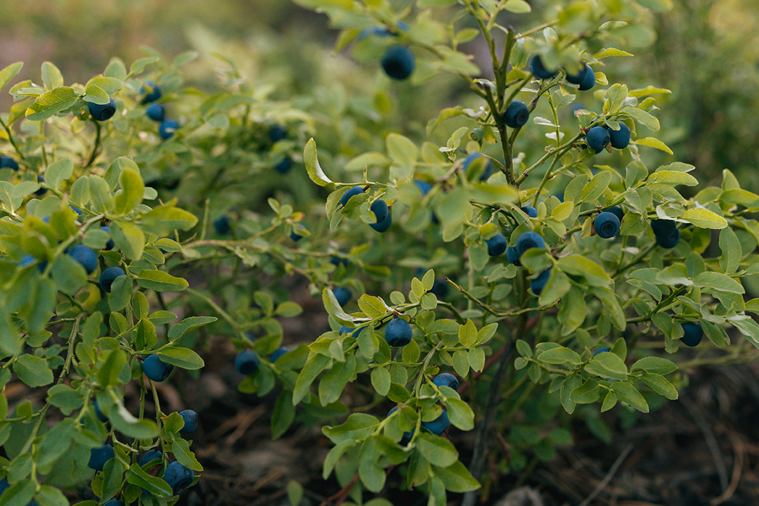 Grappes de myrtilles sauvages mûres en forêt
